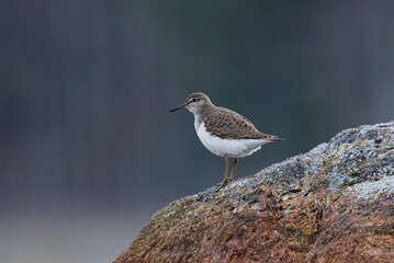 Common sandpiper (Actitis hypoleucos) standing on a rock in the lake in spring.