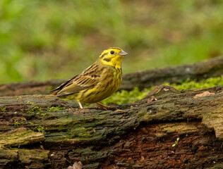 Male yellow hammer with beautiful bright feathers and plumage perched on a.n old tree stump trunk in the woodland with natural green forest background 