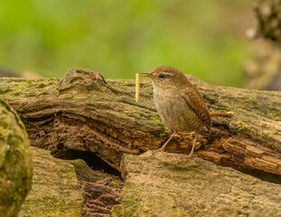 Beautiful small wren, tiny brown bird with a meal worm, grub in beak from old wood, fallen tree,...