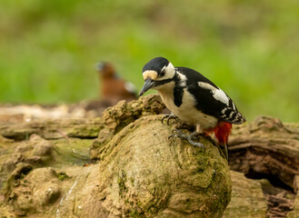 Fototapeta premium Great spotted woodpecker on old tree trunks searching for grubs in the wood in the forest with natural woodland green background and beautiful red, black and white plumage