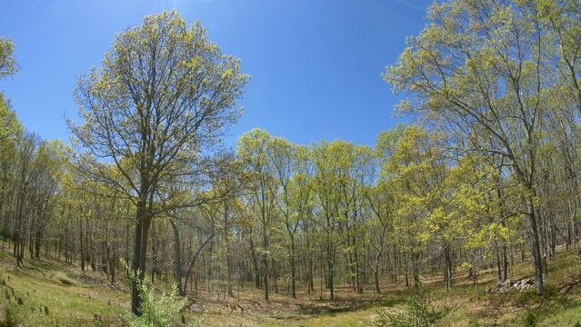 Tree line under spring blue sky