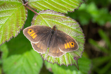 Meadow Brown butterfly flat out on a bramble leaf
