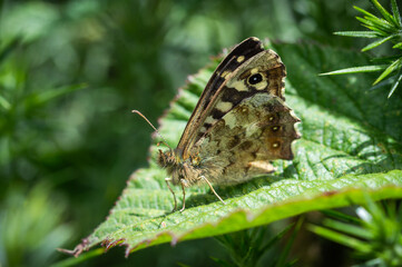 Speckled Wood butterfly in the sun on a bramble leaf