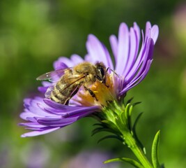 bee honeybee Apis Mellifera honey insect flower