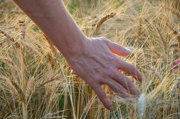 hand of agronomist or farmer over ears of ripe wheat at sunset. a man admires and enjoys the grown crops of grain crops