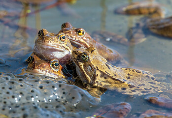European Common brown Frogs latin Rana temporaria eggs