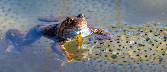 European Common brown Frog Rana temporaria with eggs