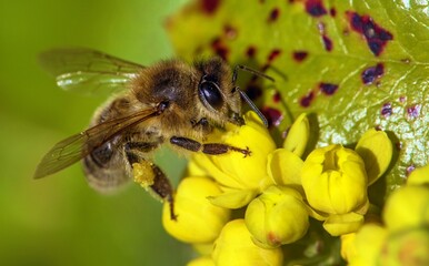 bee or honeybee Apis Mellifera on yellow flower