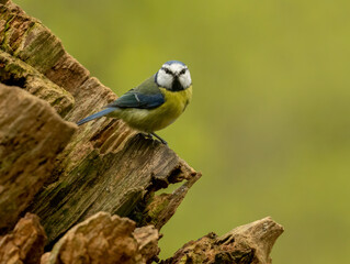 Obraz na płótnie Canvas Beautiful small and cute blue tit bird with blue, white and yellow feathers and plumage perched on an old tree trunk in the woodland with beautiful natural forest green background 