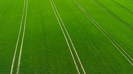 Obraz premium Green agricultural fields.
