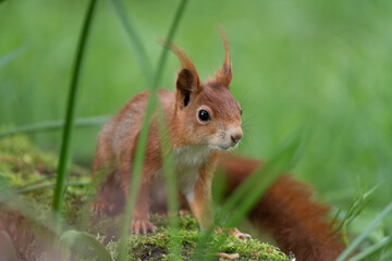 close up of a orange squirrel on the grass