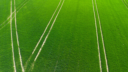 Obraz premium Green agricultural fields.