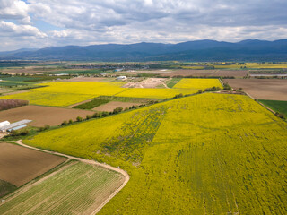 Blooming rapeseed field near village of Kostievo, Bulgaria