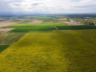 Obraz premium Blooming rapeseed field near village of Kostievo, Bulgaria