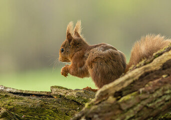 Very cute and small Scottish red squirrel eating a nut in the woodland with natural green forest background