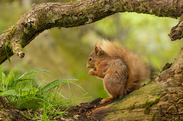 Very cute and small Scottish red squirrel eating a nut in the woodland with natural green forest background