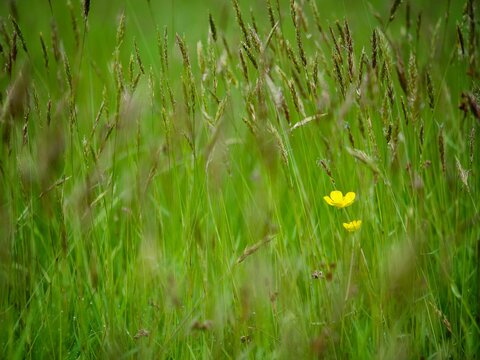 Long Grass with Butter Cup Flowers