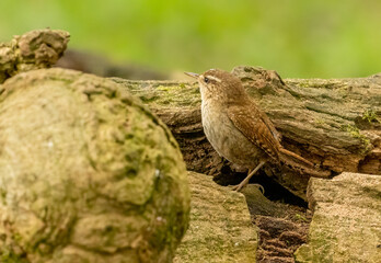 small wren bird, tiny brown bird with brown feathers and plumage in the woodland with natural forest background in the spring