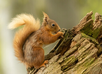 Very cute and small Scottish red squirrel eating a nut in the woodland with natural green forest background