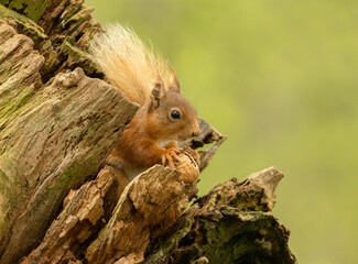 Naklejka na ściany i meble Very cute and small Scottish red squirrel eating a nut in the woodland with natural green forest background