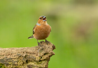 Colourful male chaffinch, small bird in the woodland with bright plumage feathers perched on an old tree stump looking around with natural green woodland background d in the sunshine in the forest 