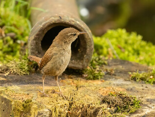 small wren bird, tiny brown bird with brown feathers and plumage in the woodland with natural...