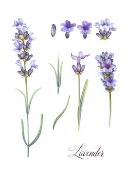 Purple watercolor lavender. Set of differents flower lavandula on white background. Elegant floral illustration