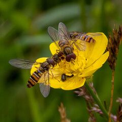 Hoverflies on a buttercup. Macro.