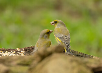 Beautiful and colourful greenfinch, small finch bird, green feathers and plumage in the woodland perched on an old tree trunk eating in the forest with beautiful natural green background