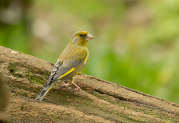 Obraz premium Beautiful and colourful greenfinch, small finch bird, green feathers and plumage in the woodland perched on an old tree trunk eating in the forest with beautiful natural green background