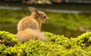 Very cute, small baby scottish red squirrel with tufty ears and very fluffy in the woodland with beautiful natural forest background in the sunshine in spring 
