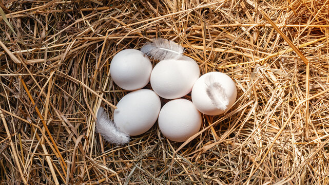 Fresh raw white eggs in hay. Fresh organic eggs in a farm nest. agriculture concept.