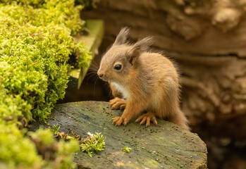 Very cute, small baby scottish red squirrel with tufty ears and very fluffy in the woodland with beautiful natural forest background in the sunshine in spring 