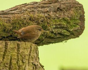 small wren bird, tiny brown bird with brown feathers and plumage in the woodland with natural forest background in the spring