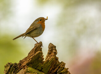 Beautiful robin redbreast, the Christmas bird and the bird of  the spirit of our loved ones in the woodland, perched and looking elegant with natural forest background 