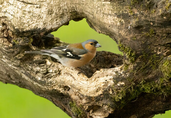 Male chaffinch, small bird, perched in the hollow of an old tree trunk in the woodland with beautiful natural green forest background 