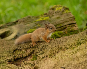 Naklejka na ściany i meble Very cute, small baby scottish red squirrel with tufty ears and very fluffy in the woodland with beautiful natural forest background in the sunshine in spring 