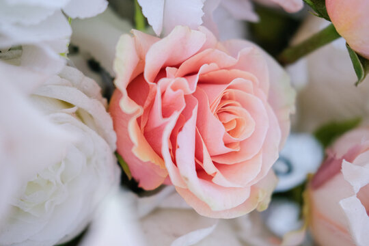 delicate pink watercolor roses in an elegant vase