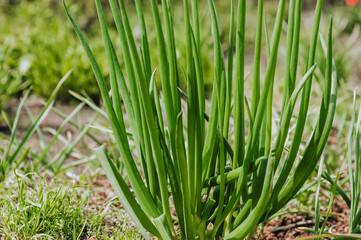 Green long onion, garlic grows in the garden. Edible plant, nature, cultivation, close-up photography, gardening.