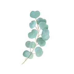 Eucalyptus branch with leaves on a transparent background. Botanical illustration. Watercolor hand drawn illustration.