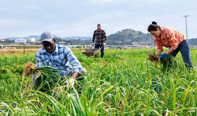Three multiracial gardeners harvesting young garlic on field. Plantation workers gathering young garlic.