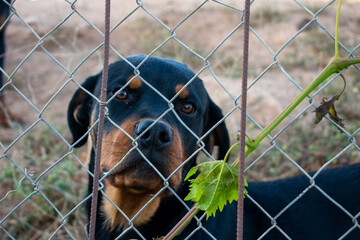 Black purebred Rottweiler looking through wire fencing. Purebred Rottweiler looking behind bars....