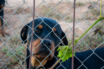 Black purebred Rottweiler looking through wire fencing. Purebred Rottweiler looking behind bars. Guard dog looking through a fence.