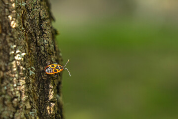 Red soldier bug on tree bark
