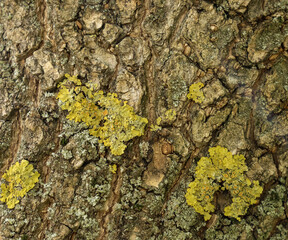 Texture of dark cracked tree bark with green moss