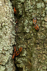 Red soldier bugs on cracked tree bark