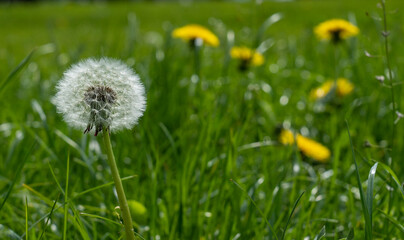 Dandelions in spring on a blurry field background