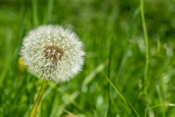 Dandelion in spring on a blurry field background