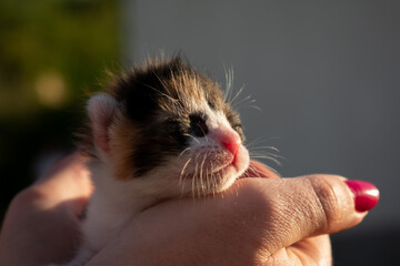 a cute new born kitten (age 7 days mixed white-black color) lying in hand with green nature blurred background.