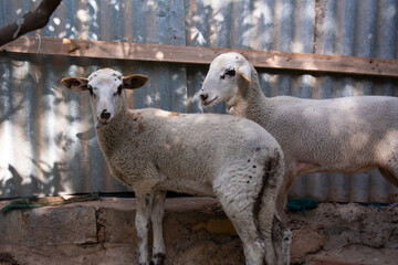 Baby sheep looking at the camera. Small sheep. Young sheep. small lambs. young lambs, baby lambs. baby ram.
